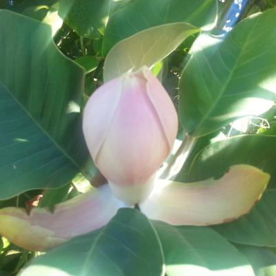 Magnolia delavayi 'Rubra'