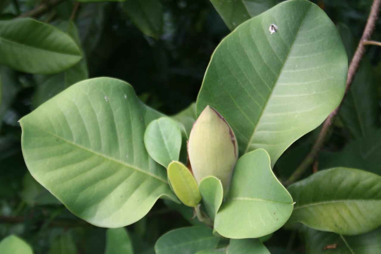 Magnolia delavayi 'Rubra'