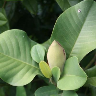 Magnolia delavayi 'Rubra'