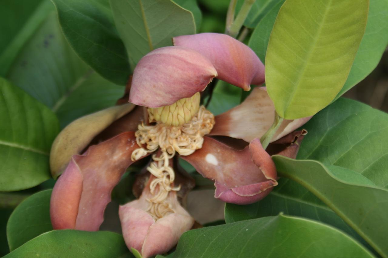 Magnolia delavayi 'Rubra'