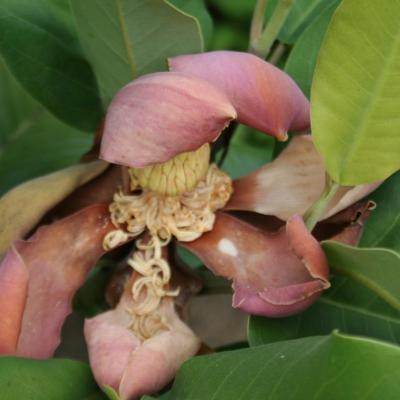 Magnolia delavayi 'Rubra'