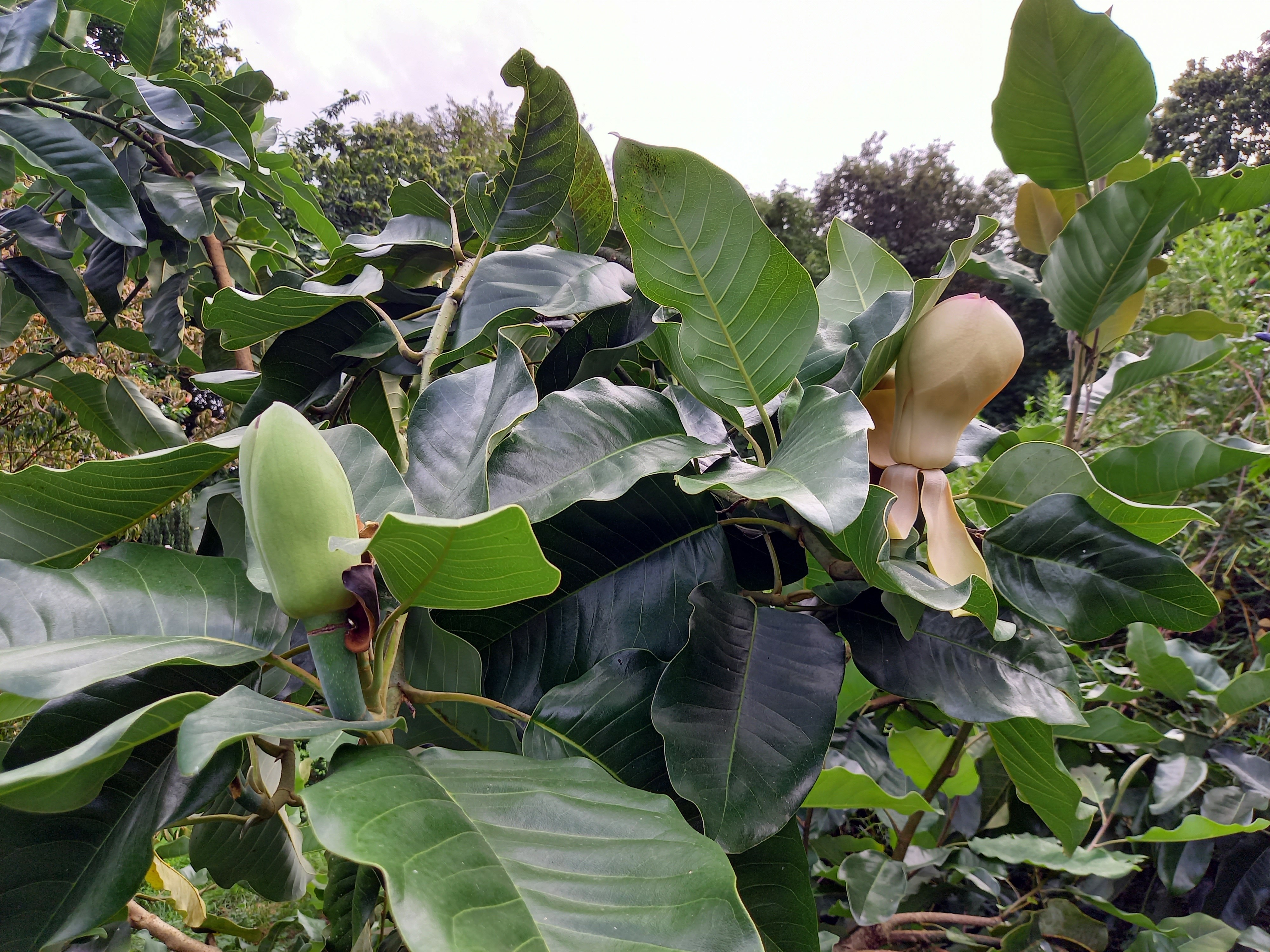 Magnolia delavayi