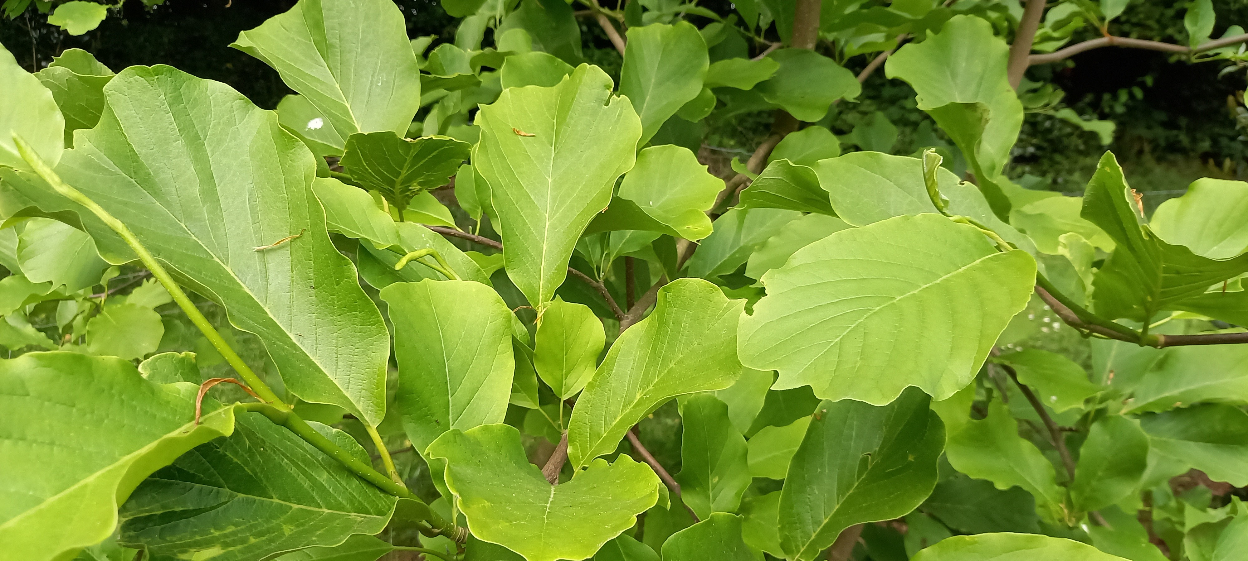 Magnolia denudata