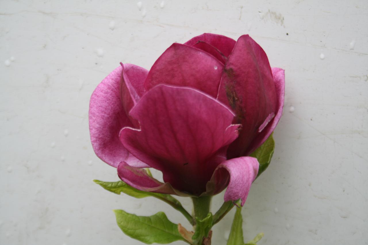 Magnolia 'Génie'®