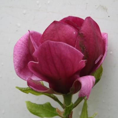 Magnolia 'Génie'®