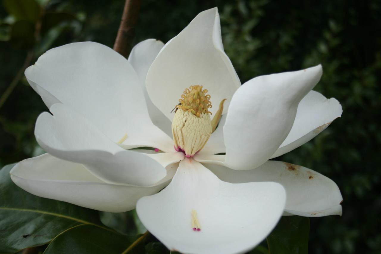 Magnolia grandiflora 'Gloriosa'-4-