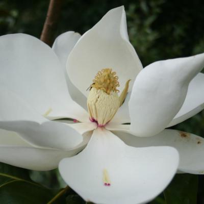 Magnolia grandiflora 'Gloriosa'-4-