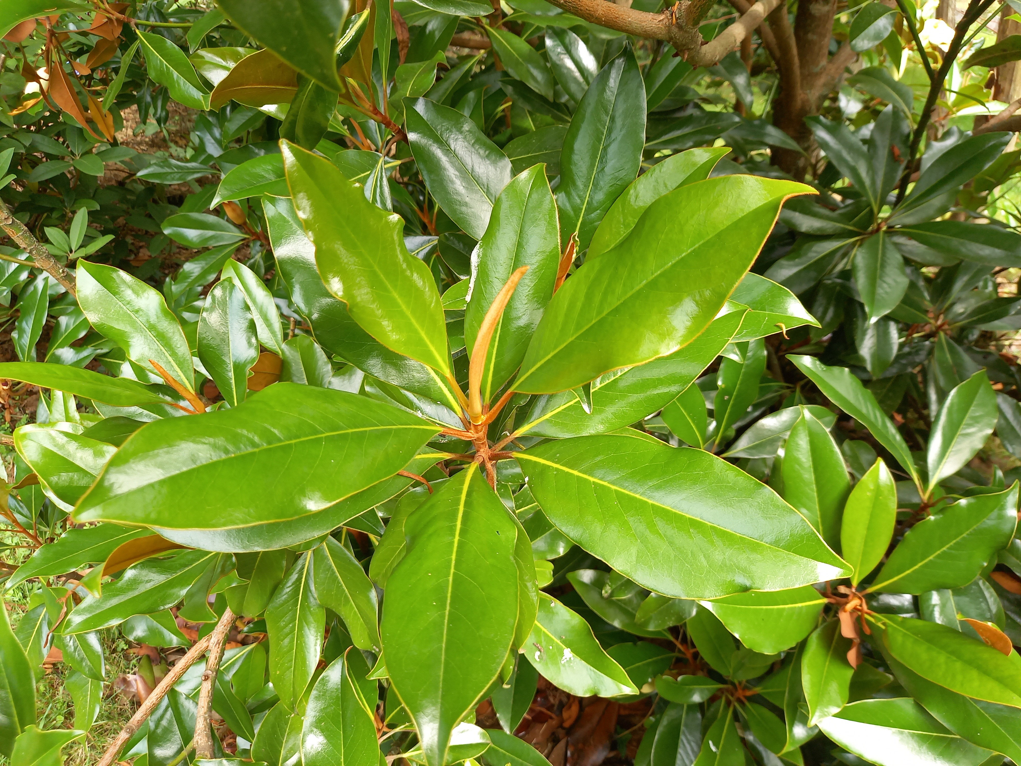 Magnolia grandiflora 'Kay Parris'