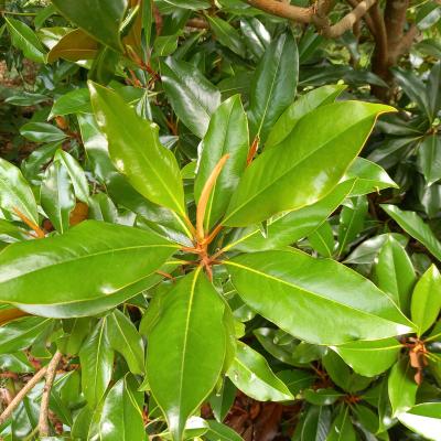 Magnolia grandiflora 'Kay Parris'