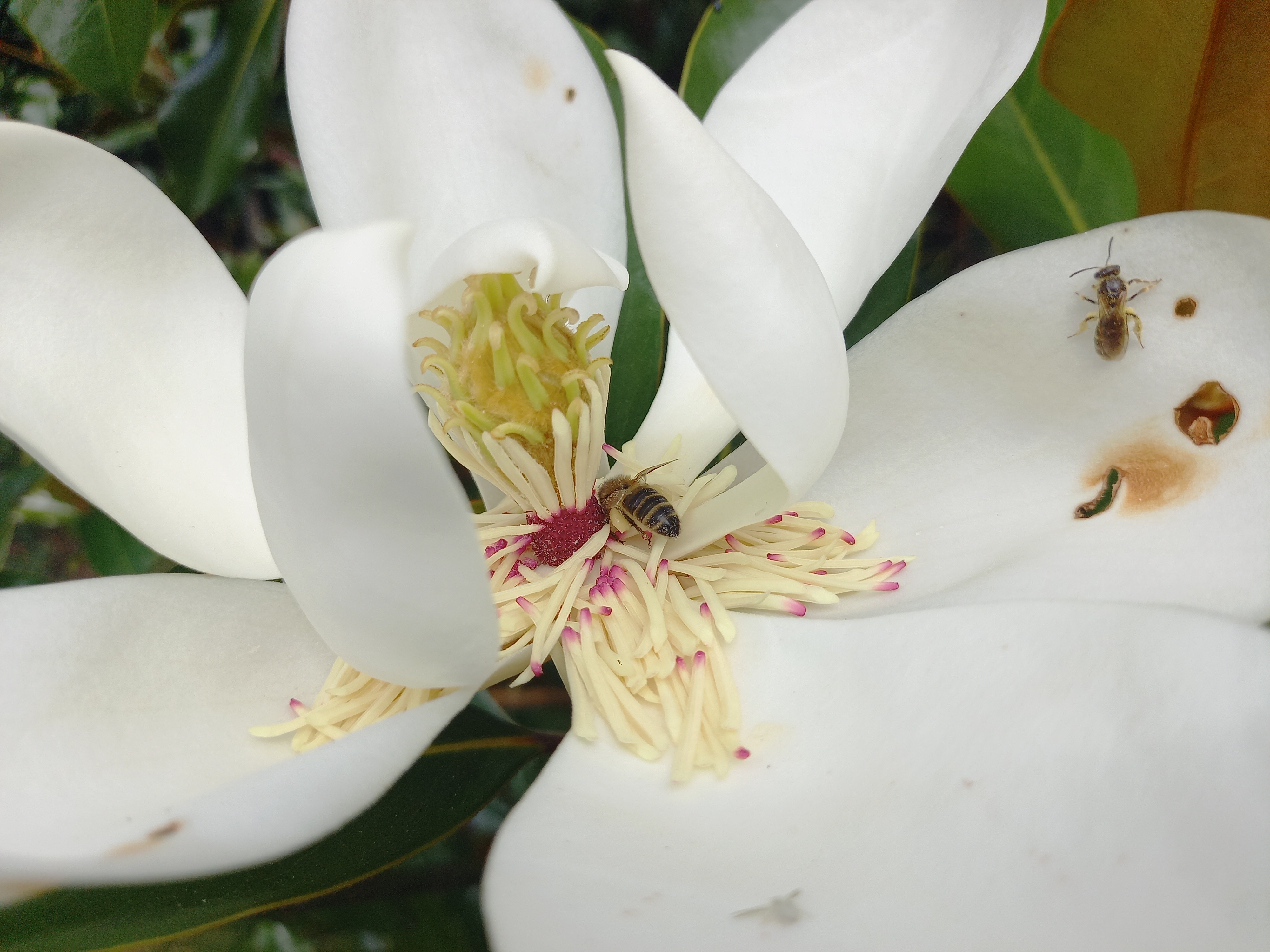 Magnolia grandiflora 'Kay Parris'