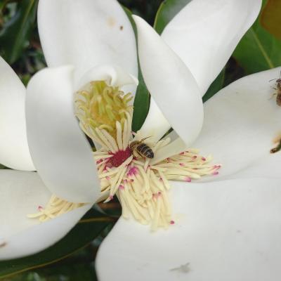 Magnolia grandiflora 'Kay Parris'