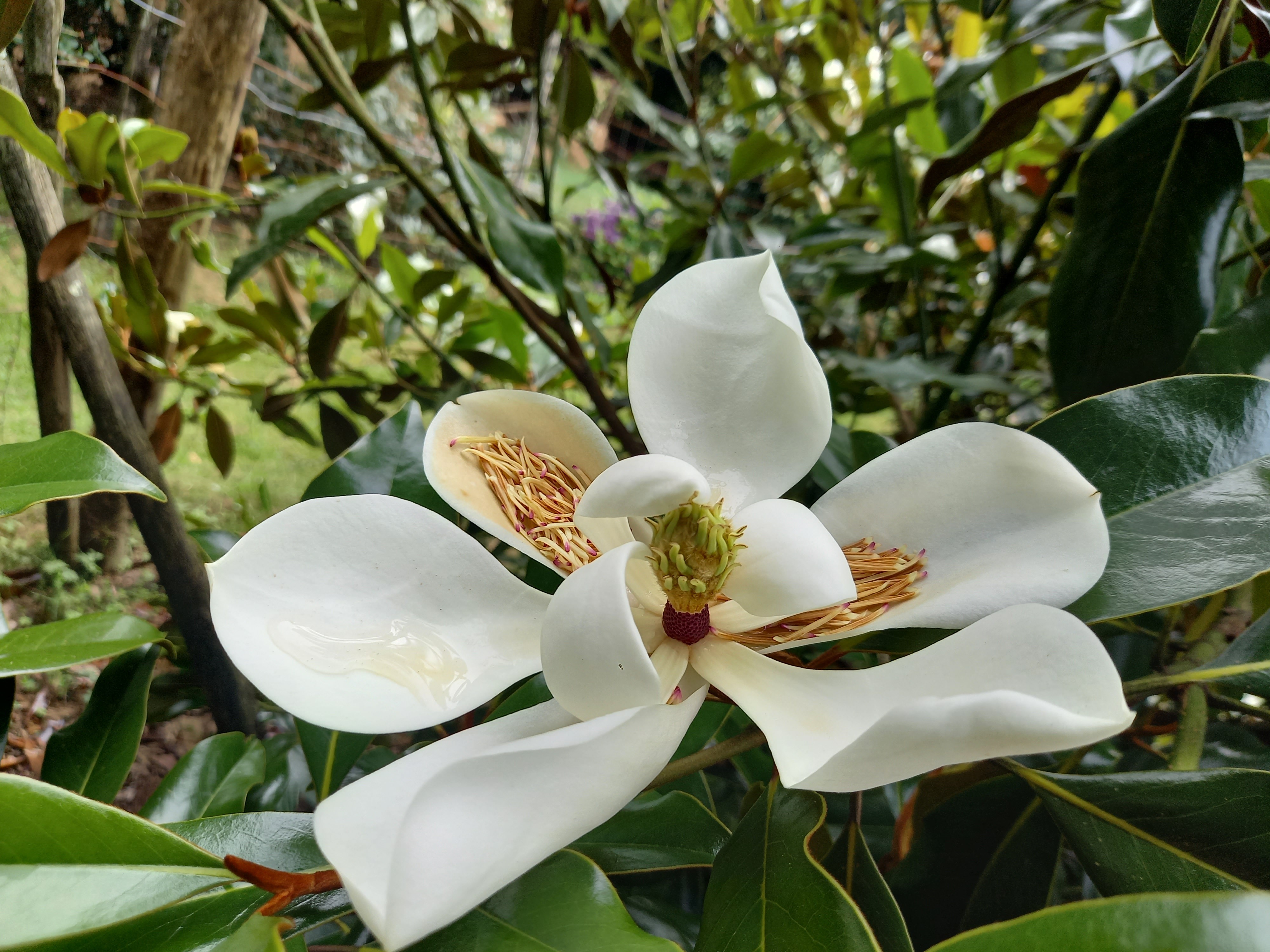 Magnolia grandiflora 'Kay Parris'