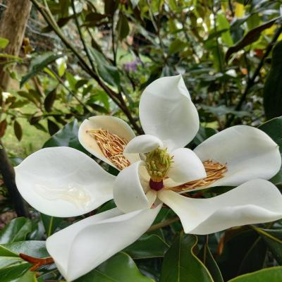 Magnolia grandiflora 'Kay Parris'