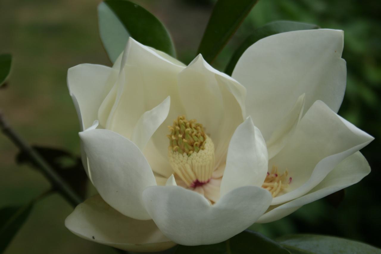 Magnolia grandiflora 'Namnetensis Flore Pleno'