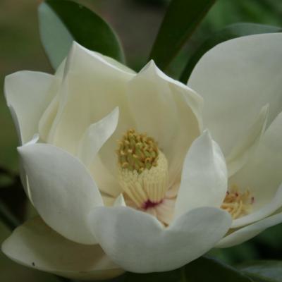Magnolia grandiflora 'Namnetensis Flore Pleno'
