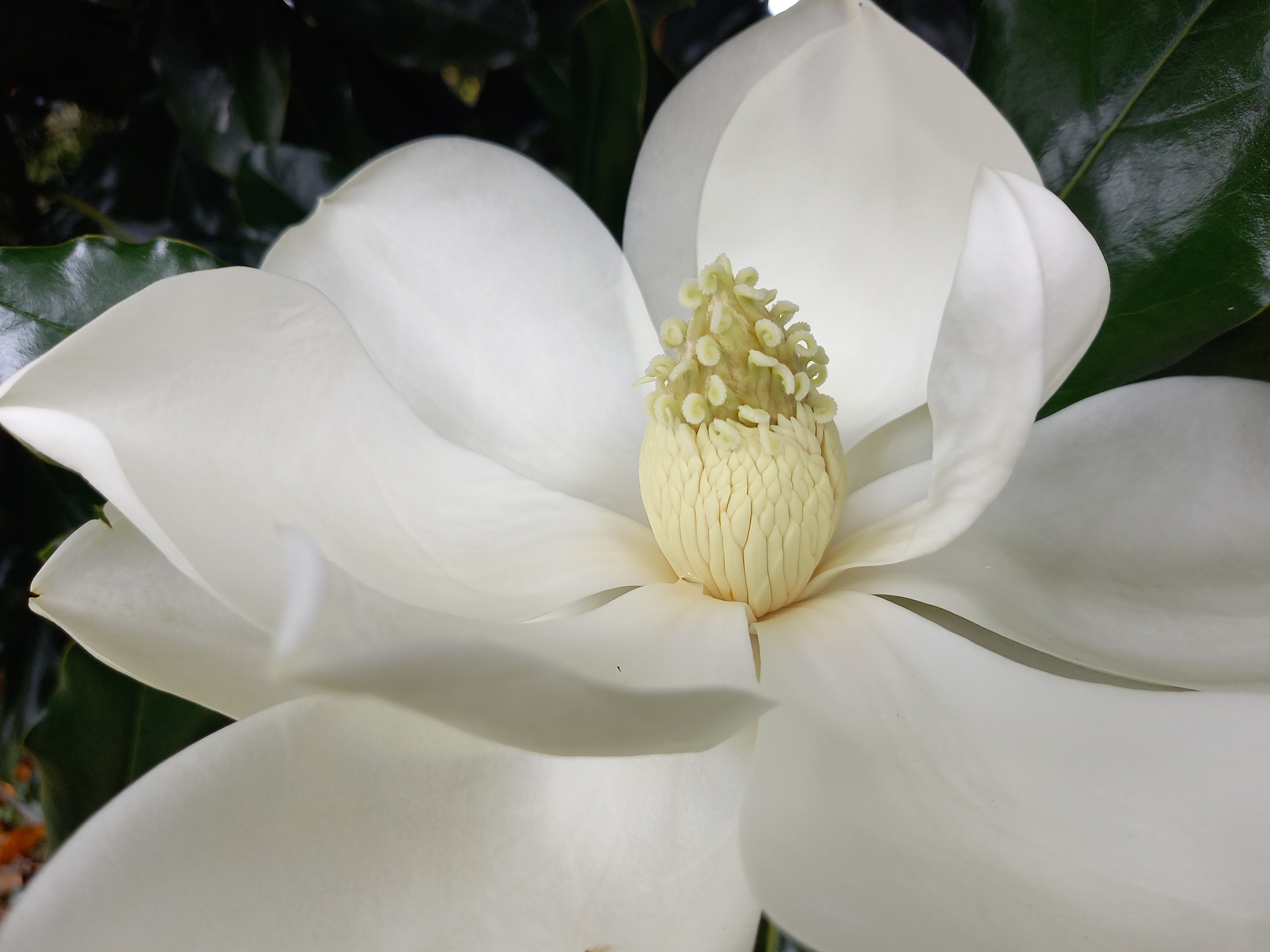 Magnolia grandiflora 'Purpan'