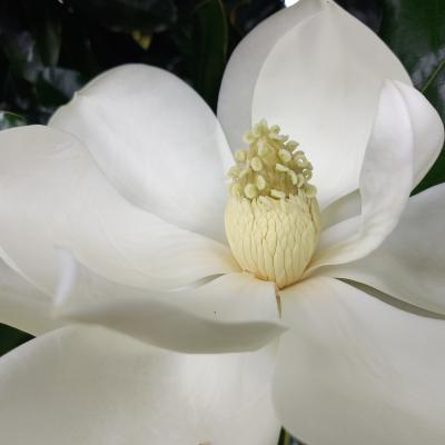 Magnolia grandiflora 'Purpan'