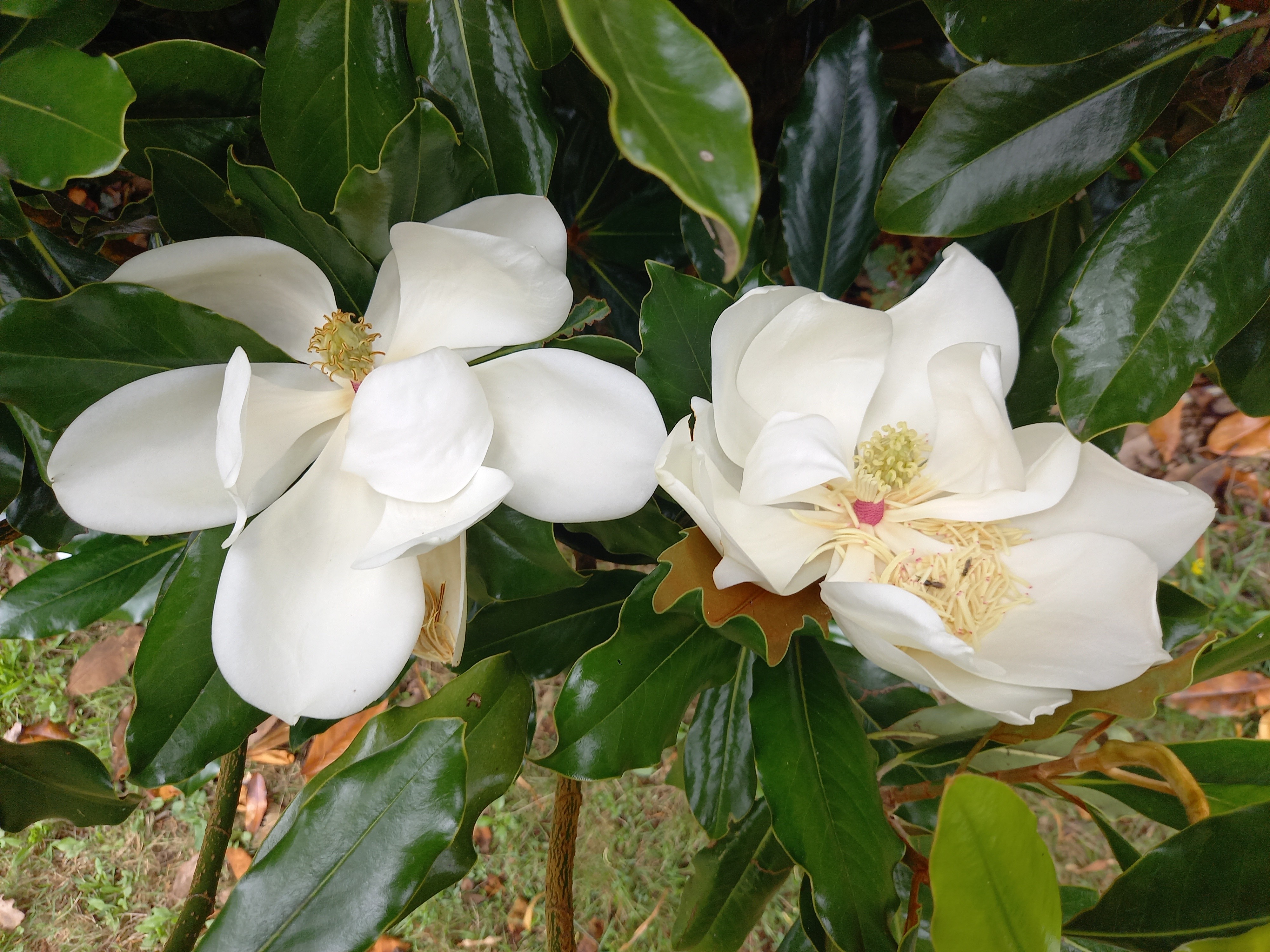 Magnolia grandiflora 'Purpan'