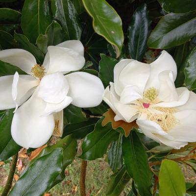 Magnolia grandiflora 'Purpan'