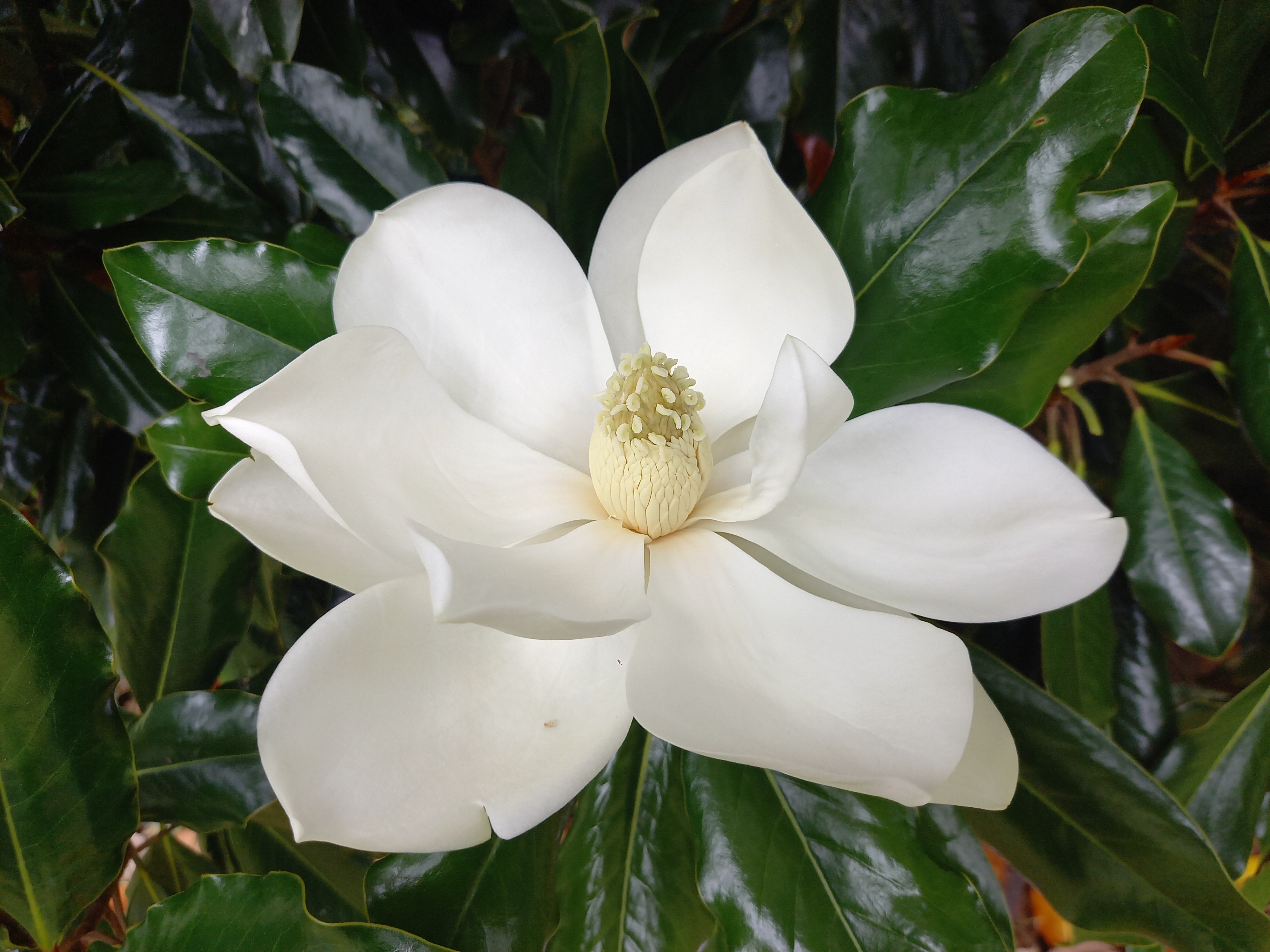 Magnolia grandiflora 'Purpan'