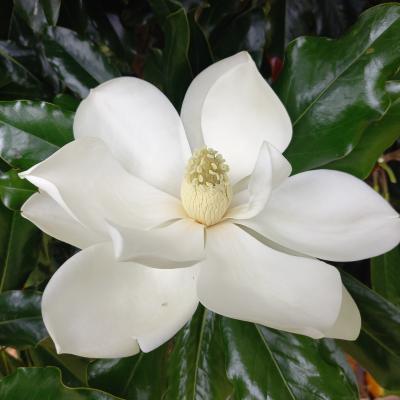 Magnolia grandiflora 'Purpan'