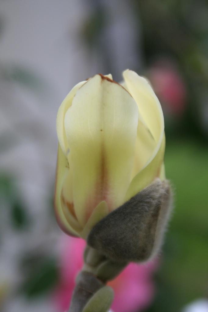 Magnolia 'Green Diamond'