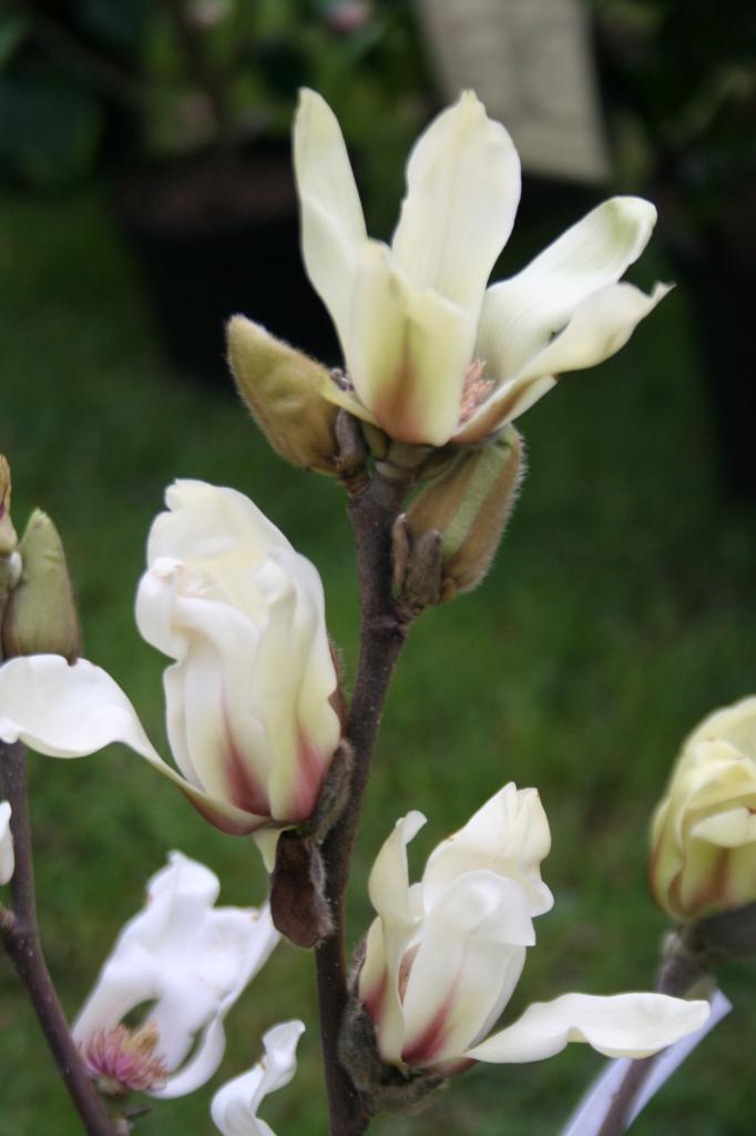 Magnolia 'Green Diamond'-3-