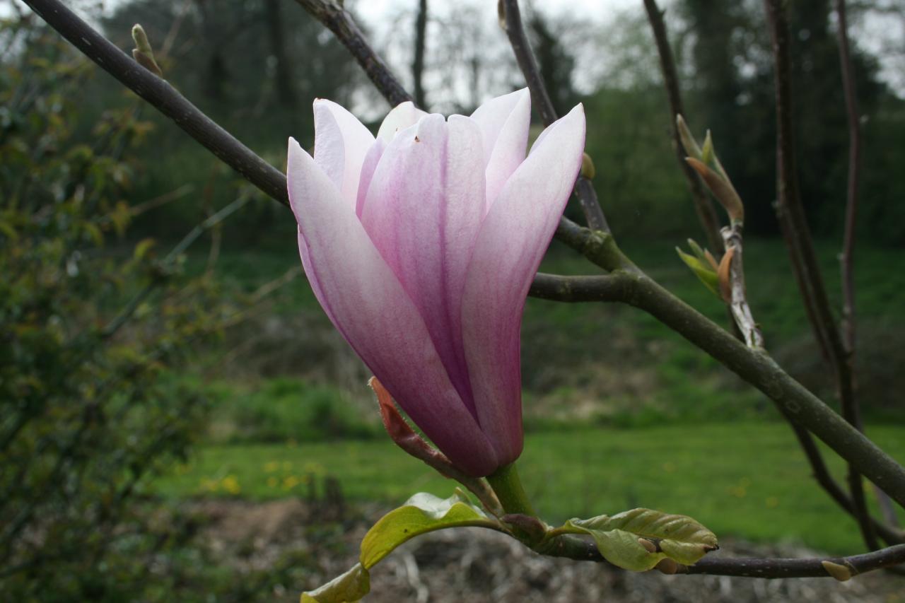 Magnolia 'Heaven Scent'