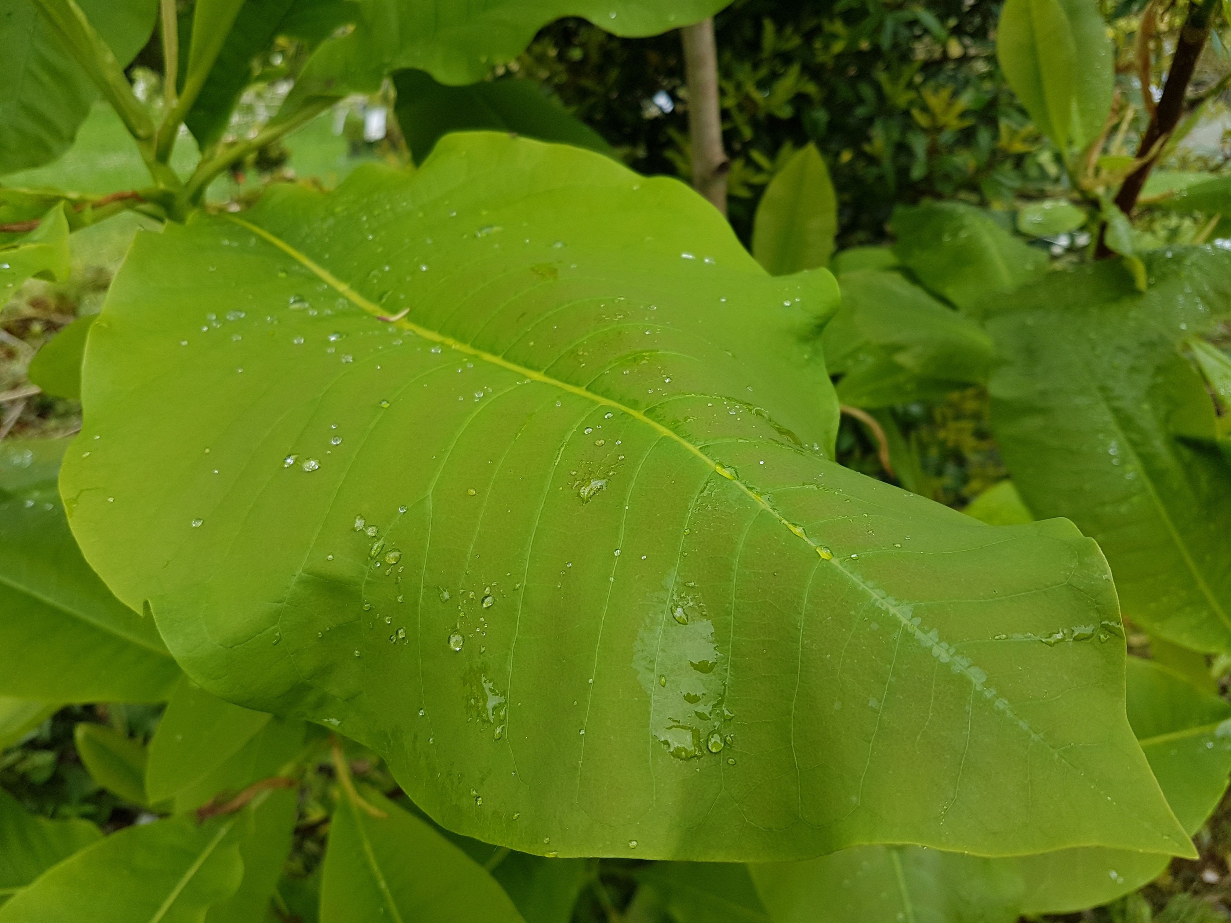 Magnolia macrophylla