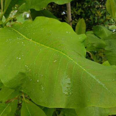 Magnolia macrophylla