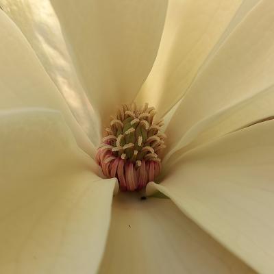 Magnolia macrophylla