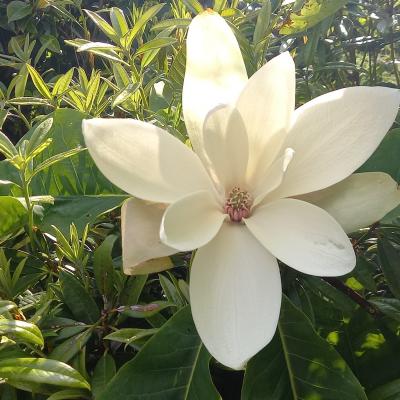 Magnolia macrophylla