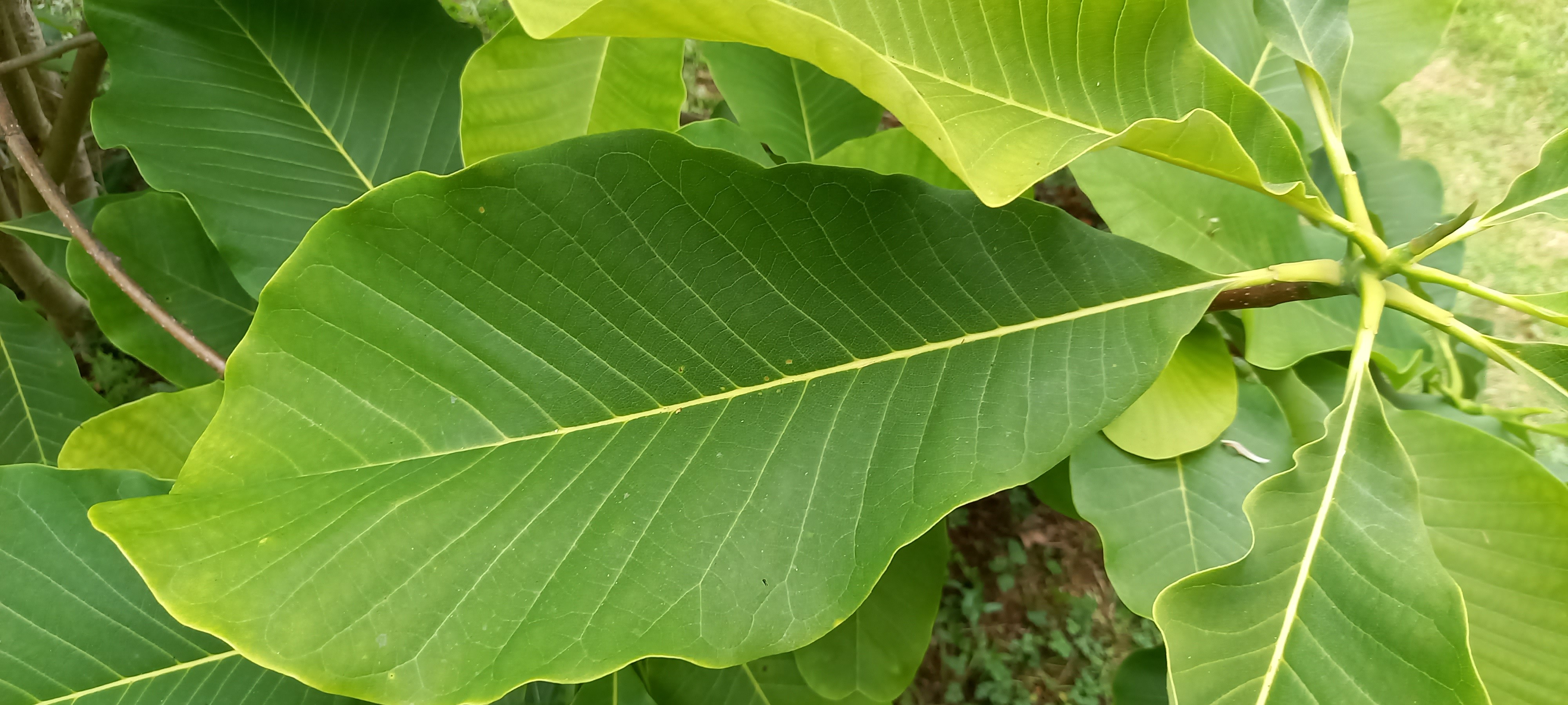 Magnolia officinalis