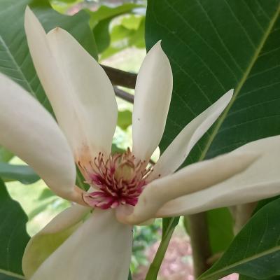 Magnolia officinalis