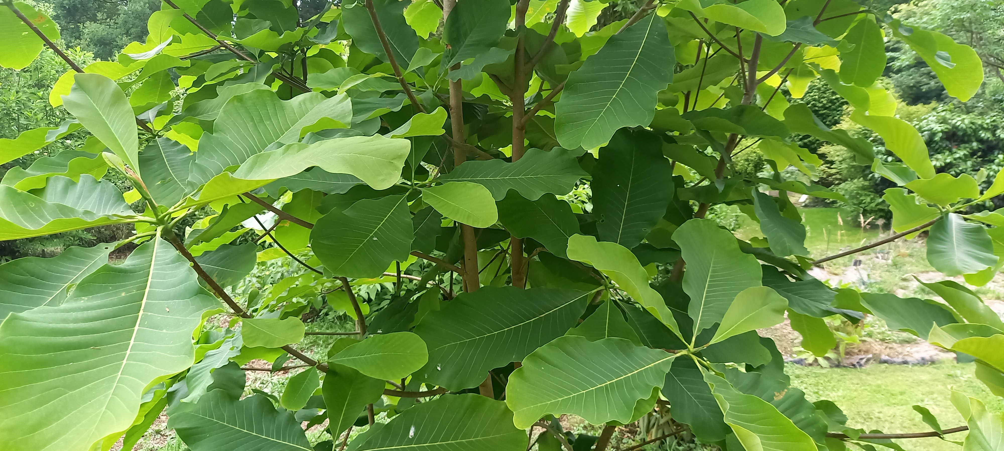 Magnolia officinalis