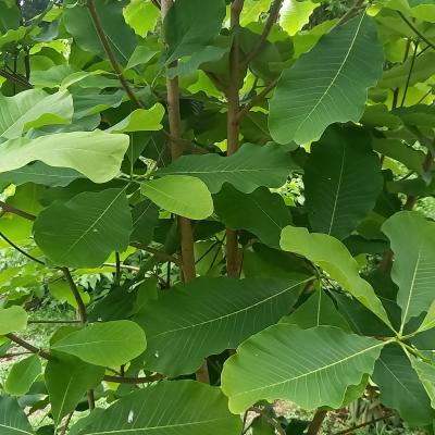 Magnolia officinalis