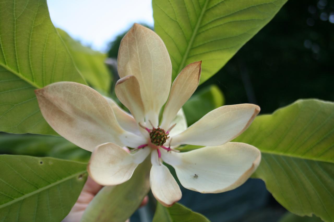 Magnolia officinalis