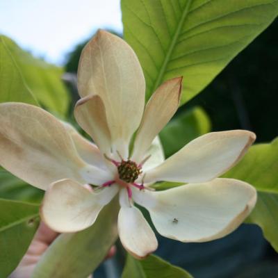 Magnolia officinalis