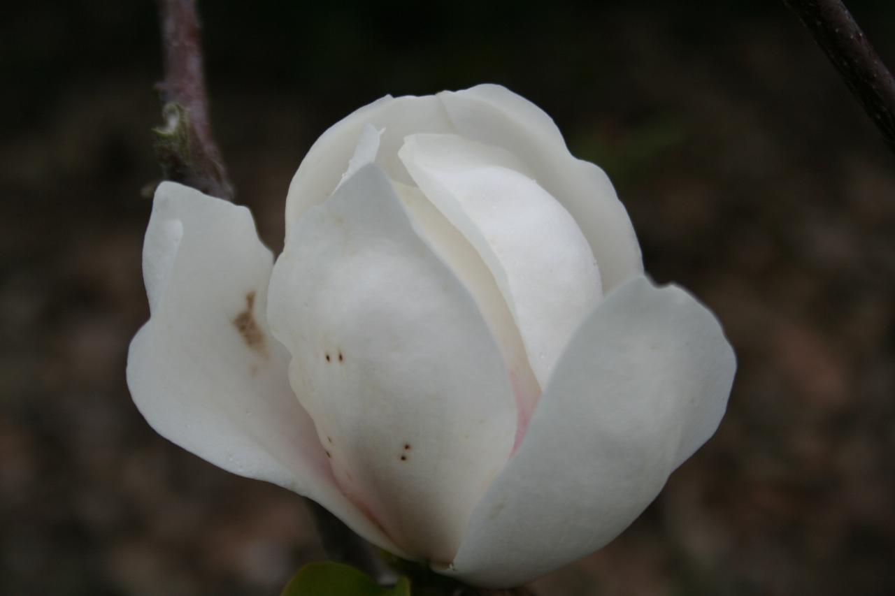 Magnolia 'Sayonara'