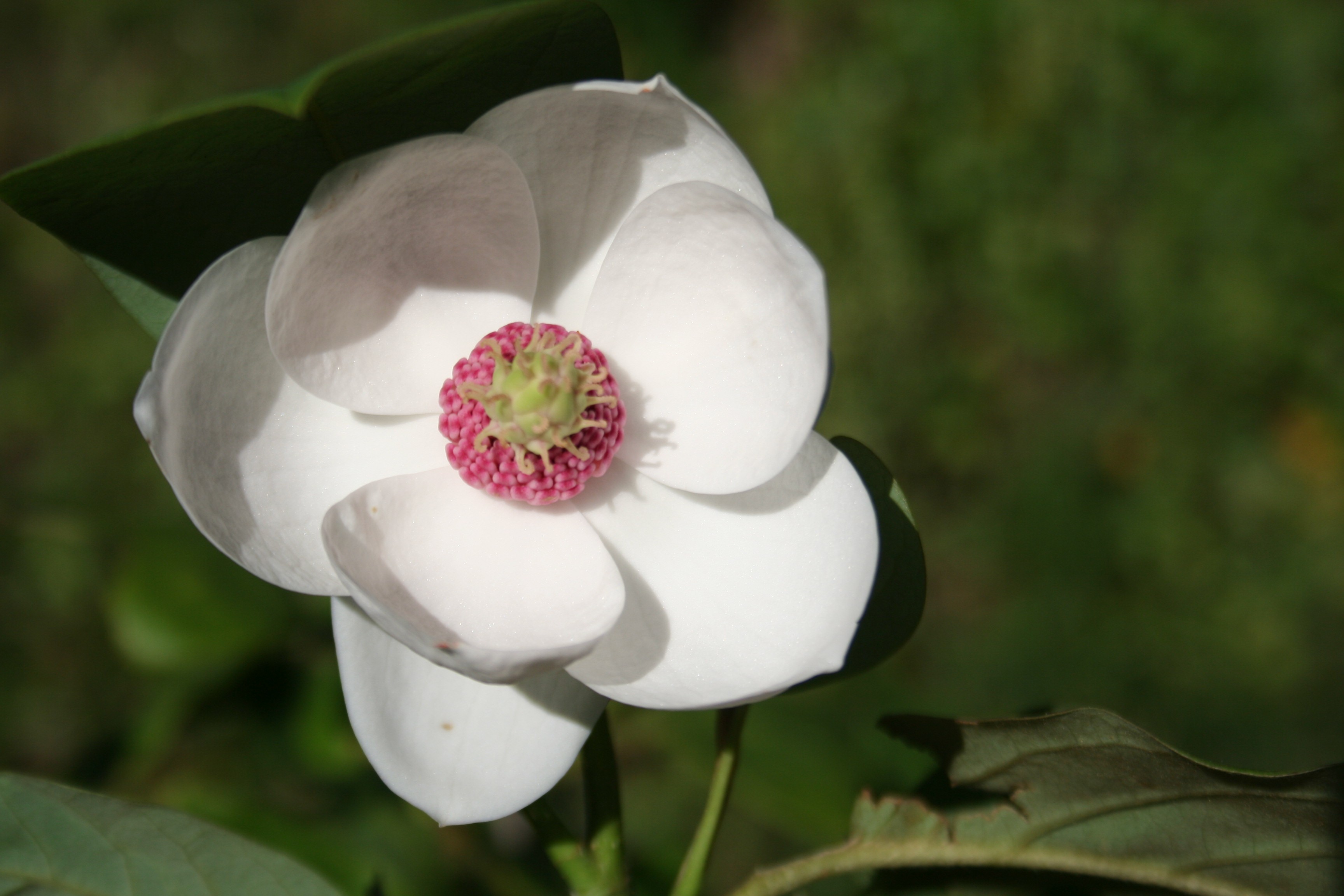 Magnolia sieboldii