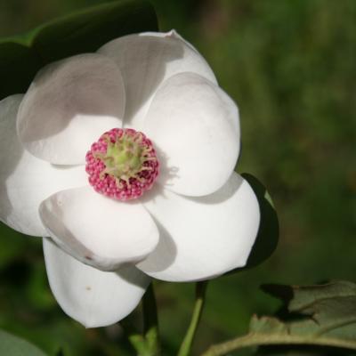 Magnolia sieboldii