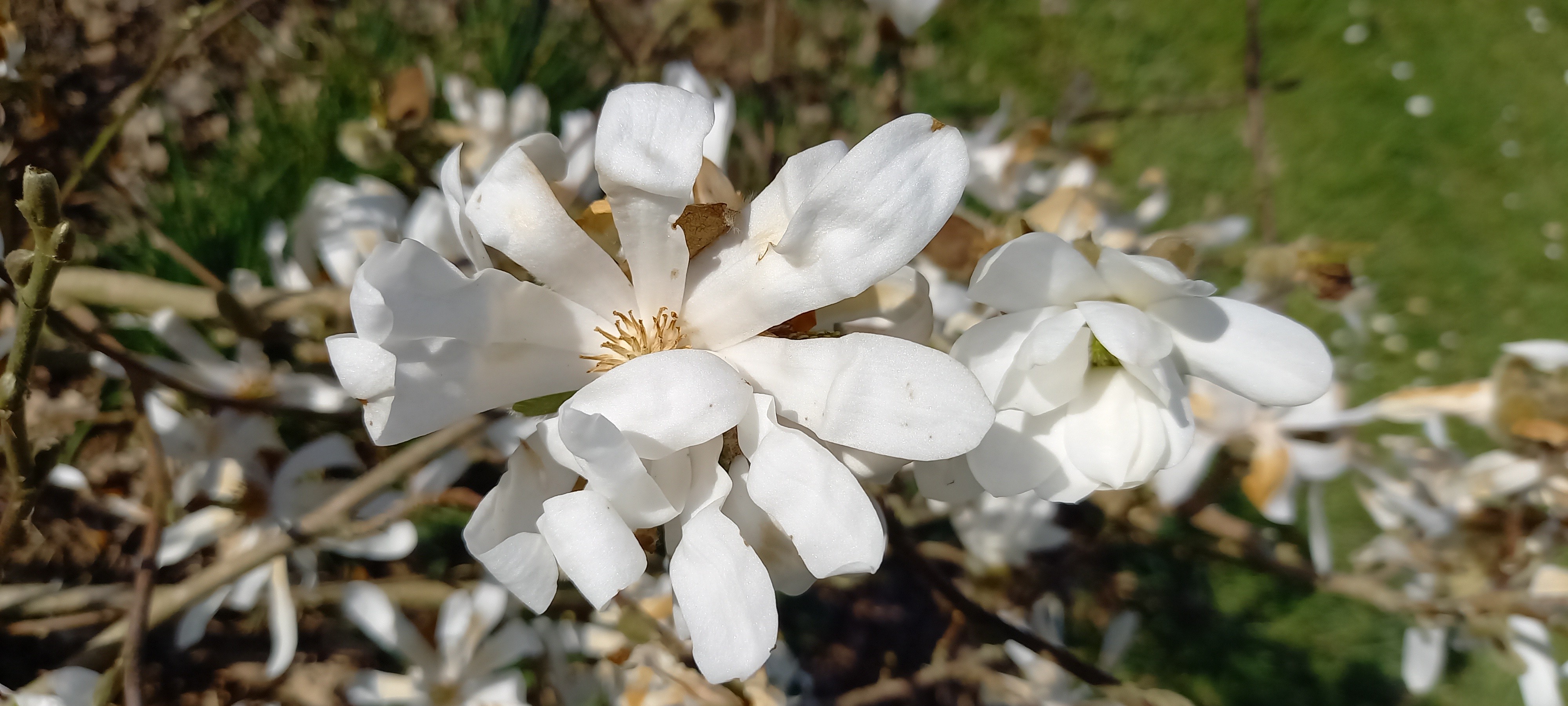 Magnolia stellata