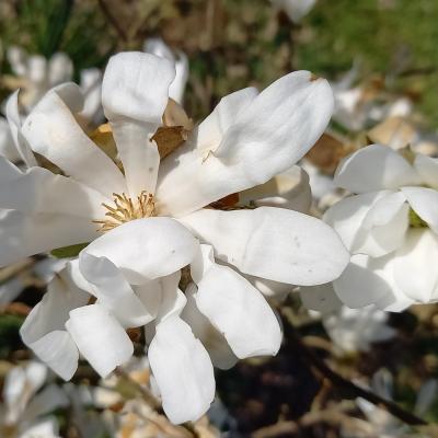 Magnolia stellata