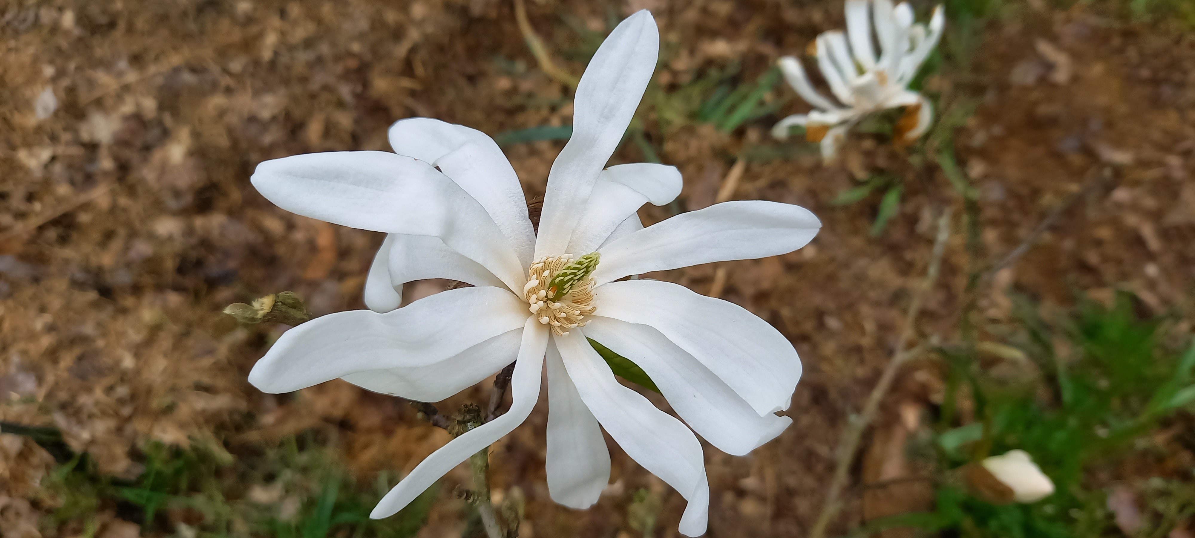 Magnolia stellata