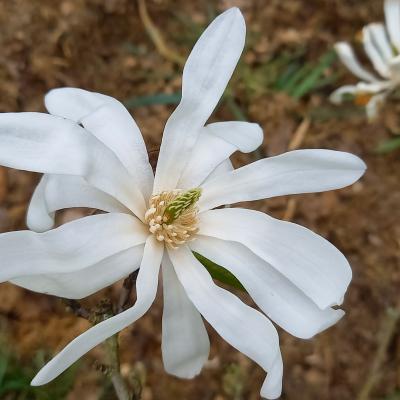 Magnolia stellata