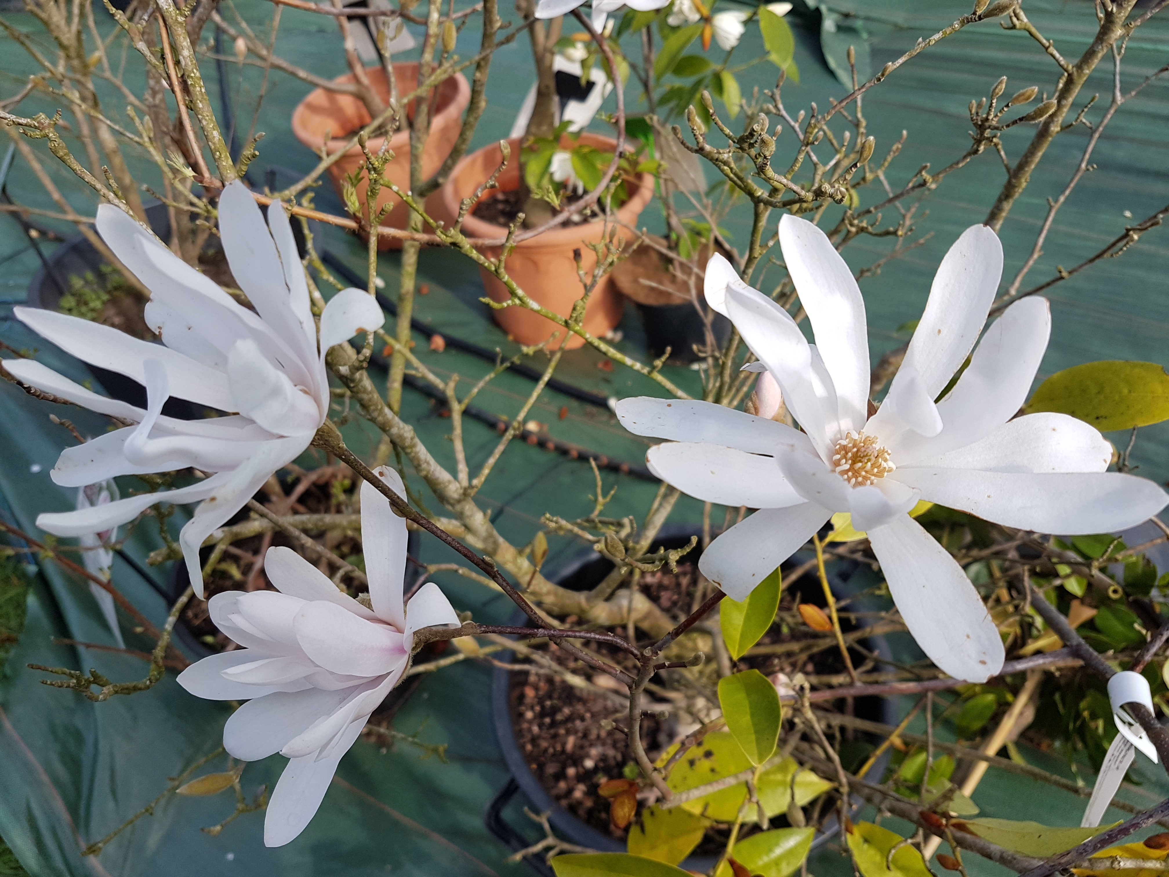 Magnolia stellata