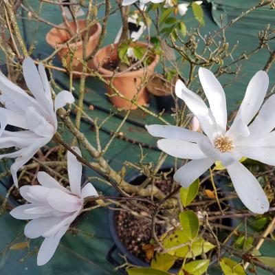 Magnolia stellata