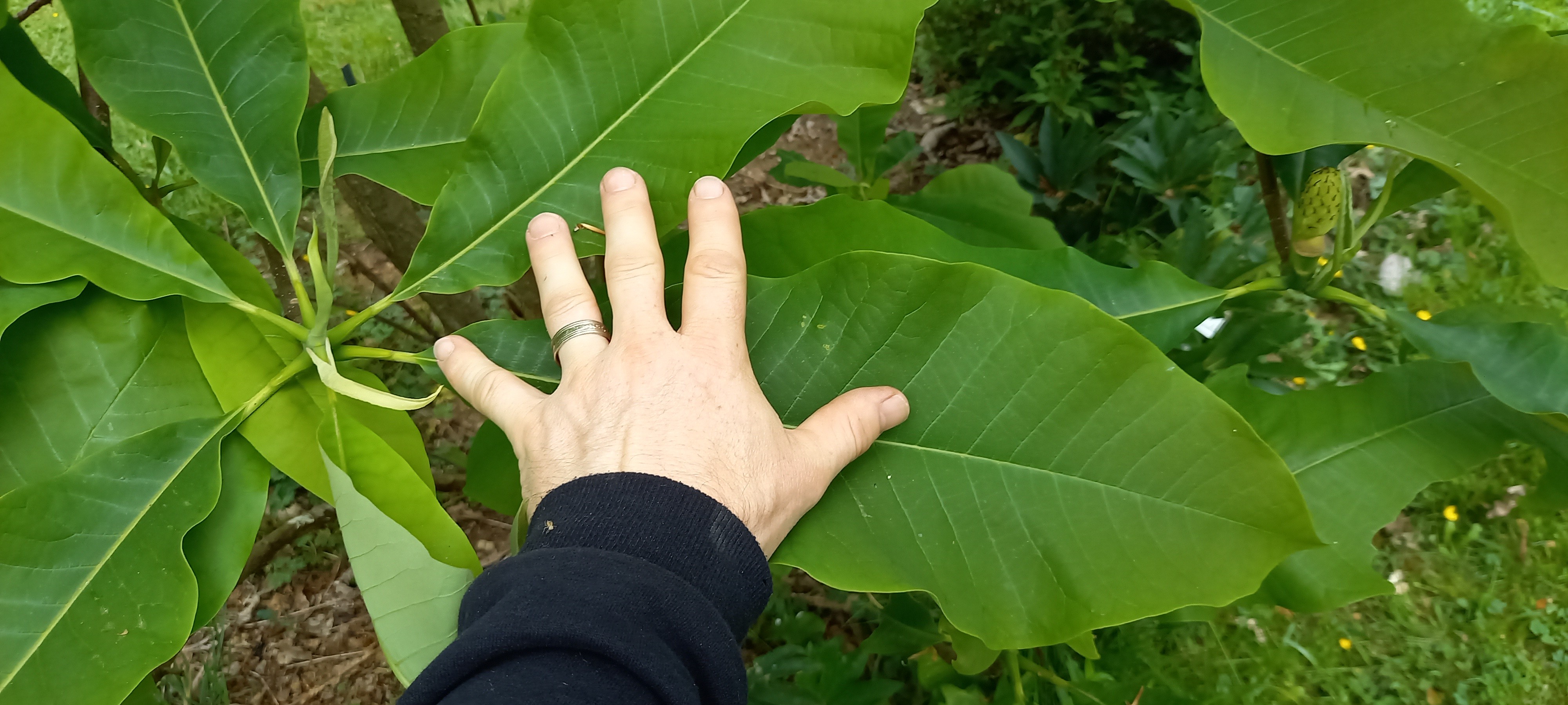 Magnolia tripetala