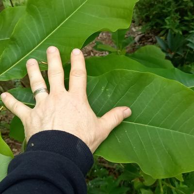 Magnolia tripetala