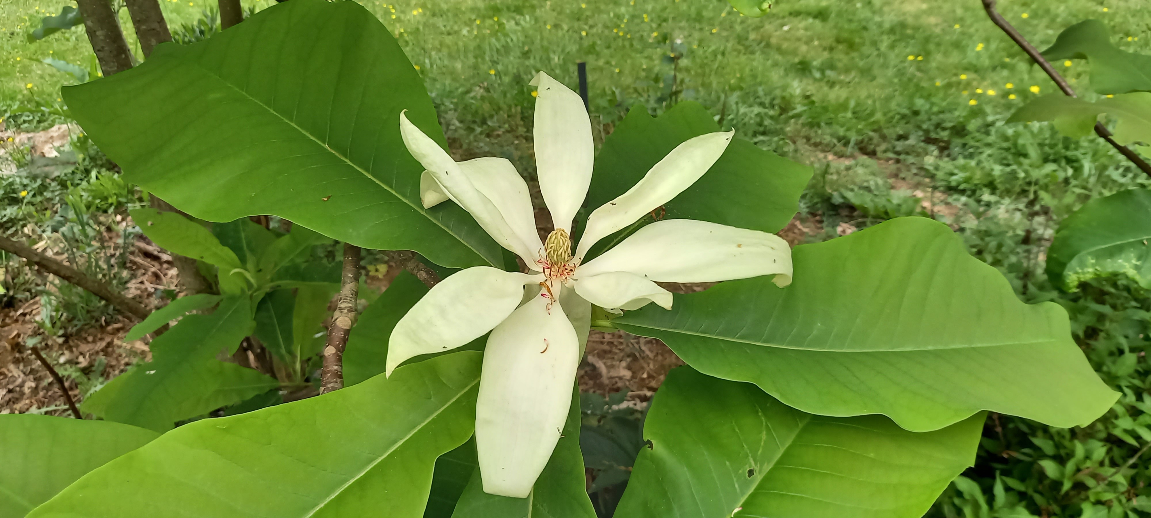 Magnolia tripetala